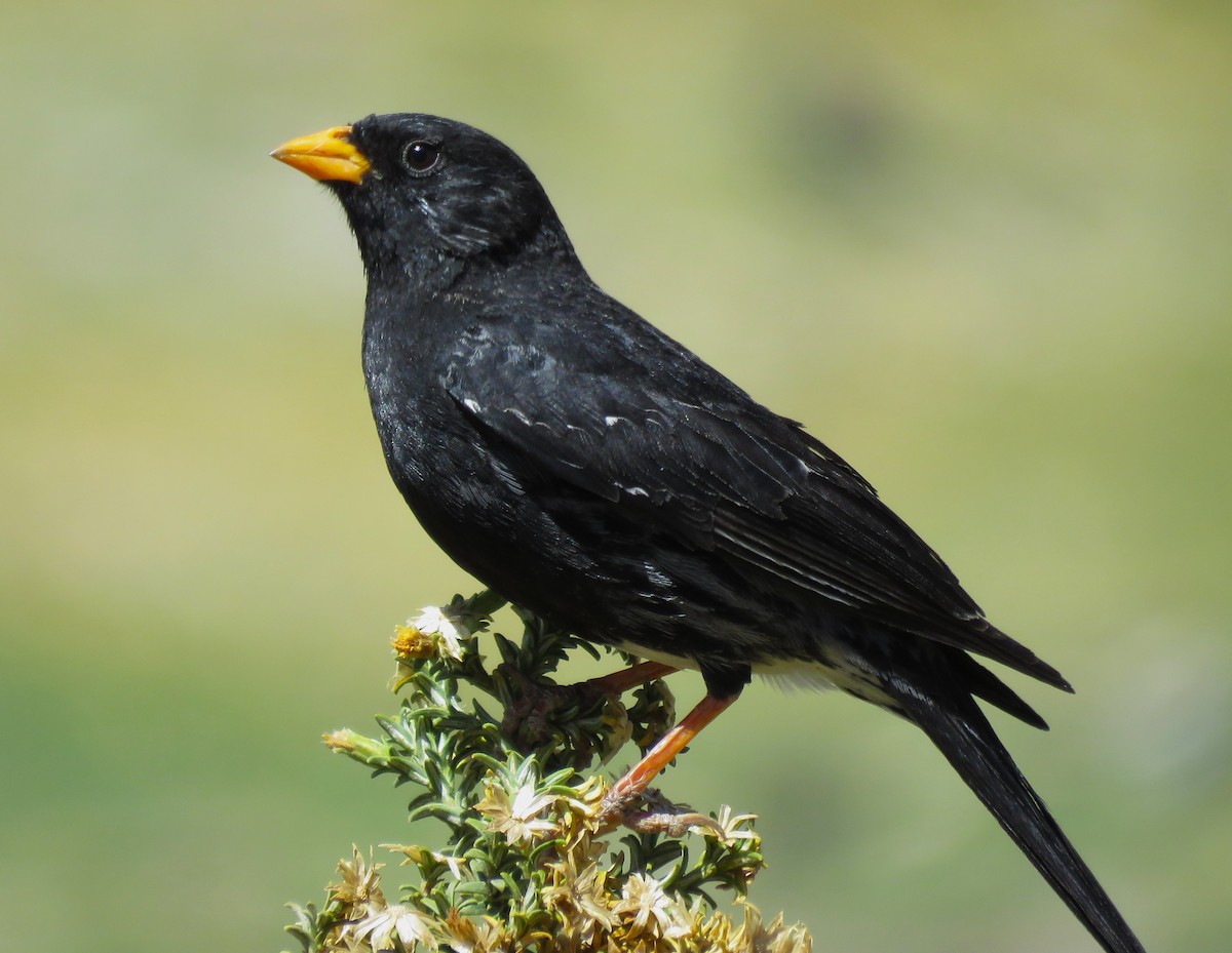 Mourning Sierra Finch - ML612139083