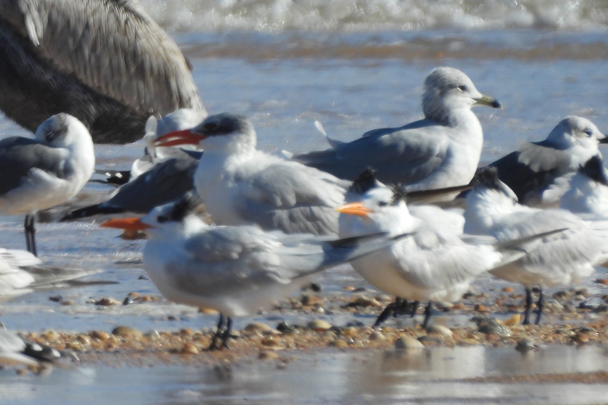 Caspian Tern - ML612139087