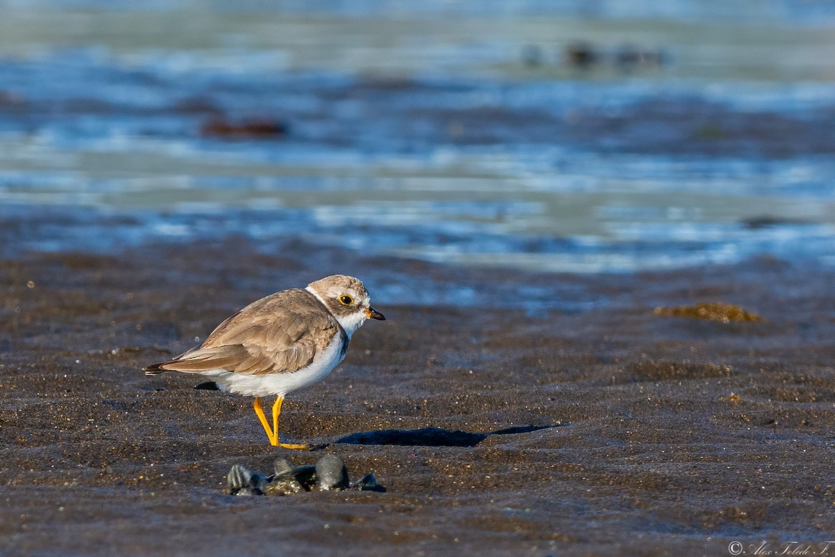 Semipalmated Plover - ML612139120