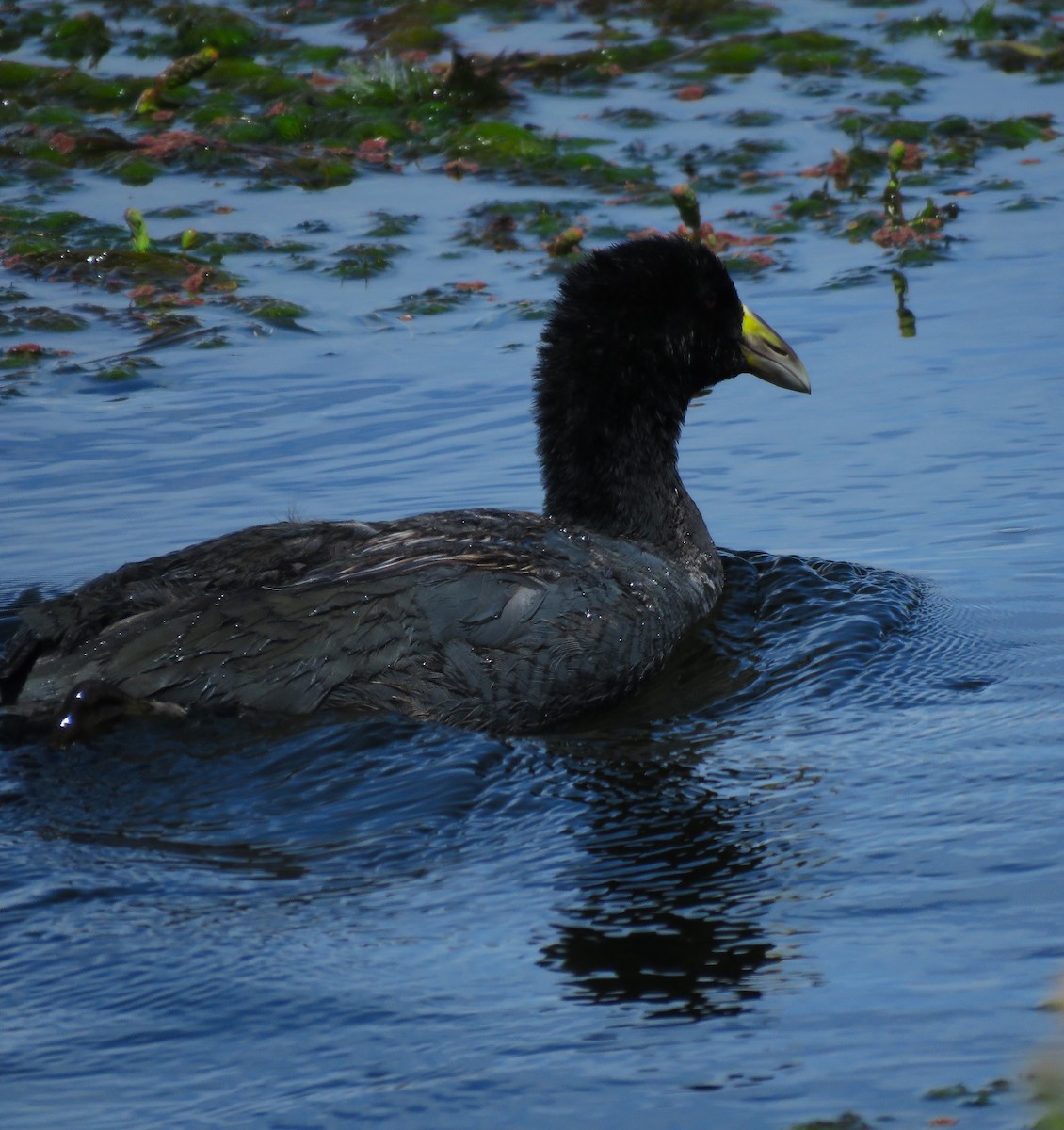 Slate-colored Coot - ML612139206