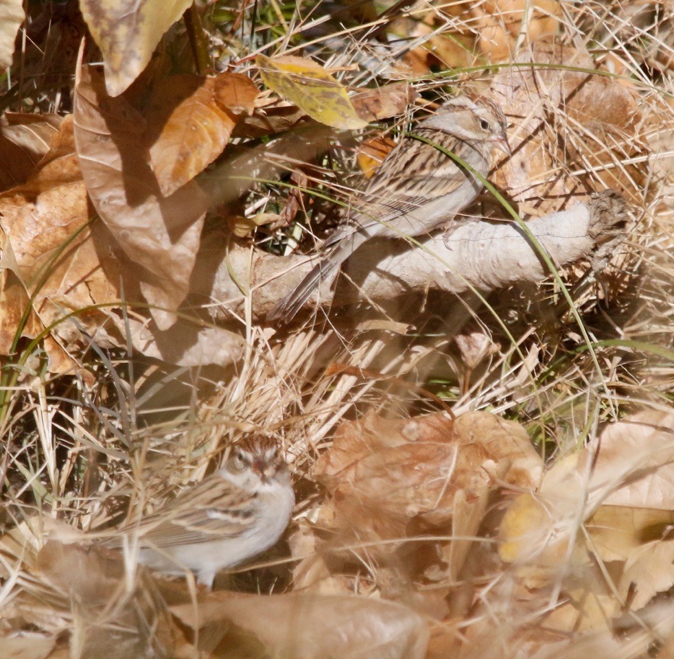 Chipping Sparrow - Russell Kokx