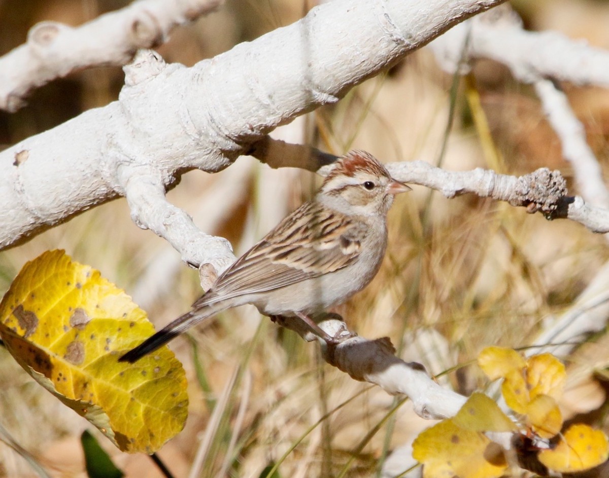 Chipping Sparrow - Russell Kokx