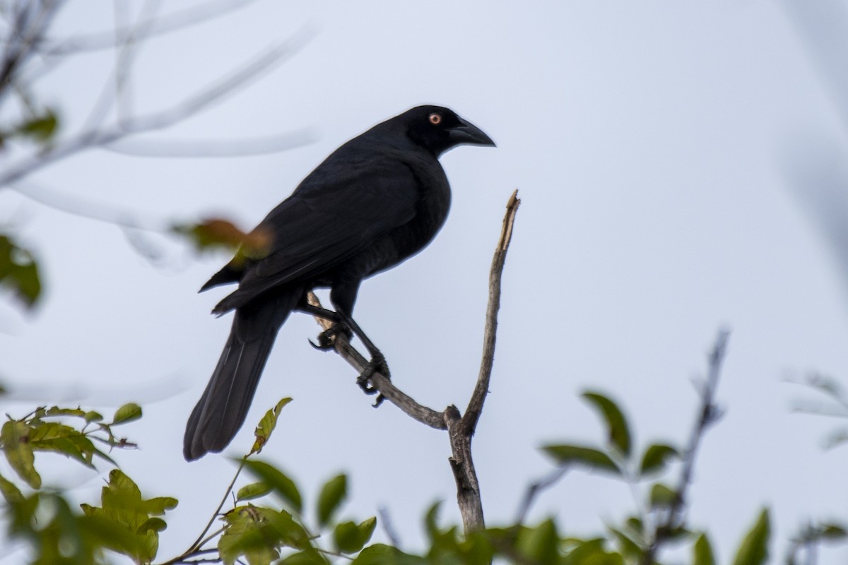 Giant Cowbird - ML612139333