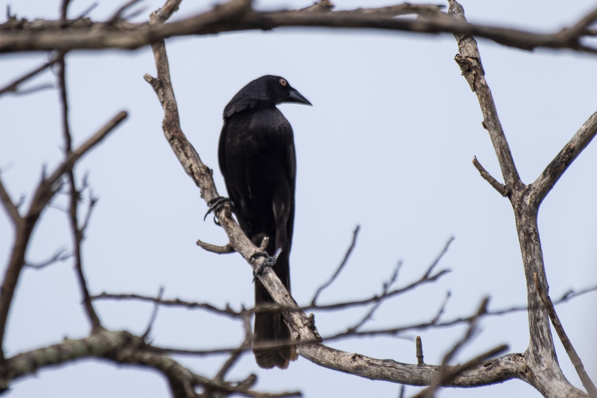 Giant Cowbird - ML612139334