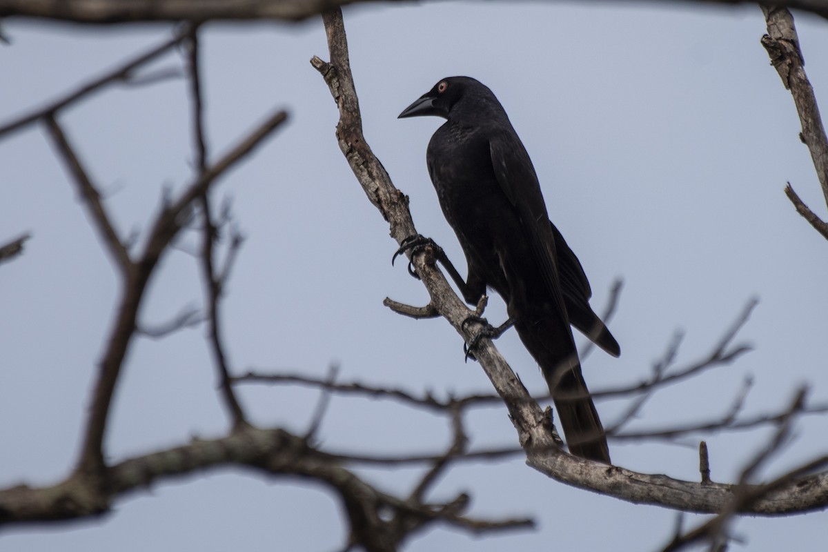 Giant Cowbird - ML612139335