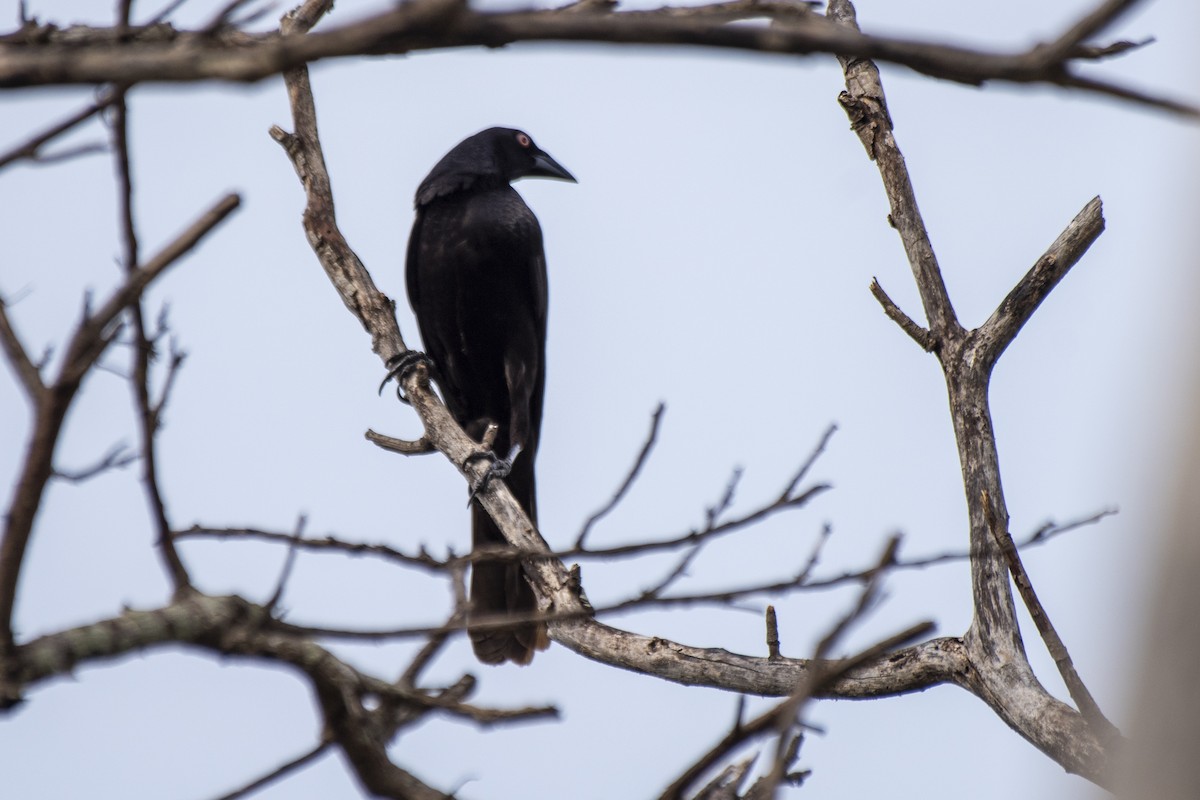 Giant Cowbird - ML612139336