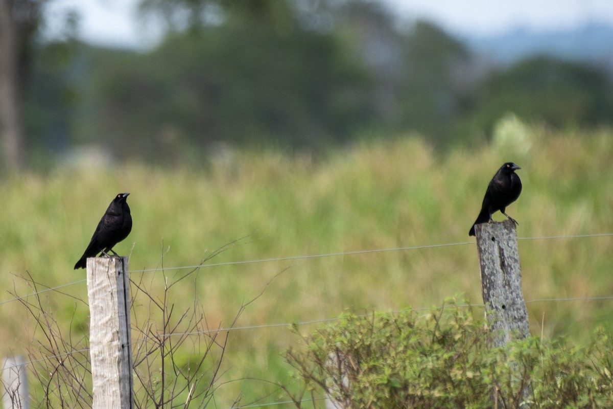 Giant Cowbird - ML612139337