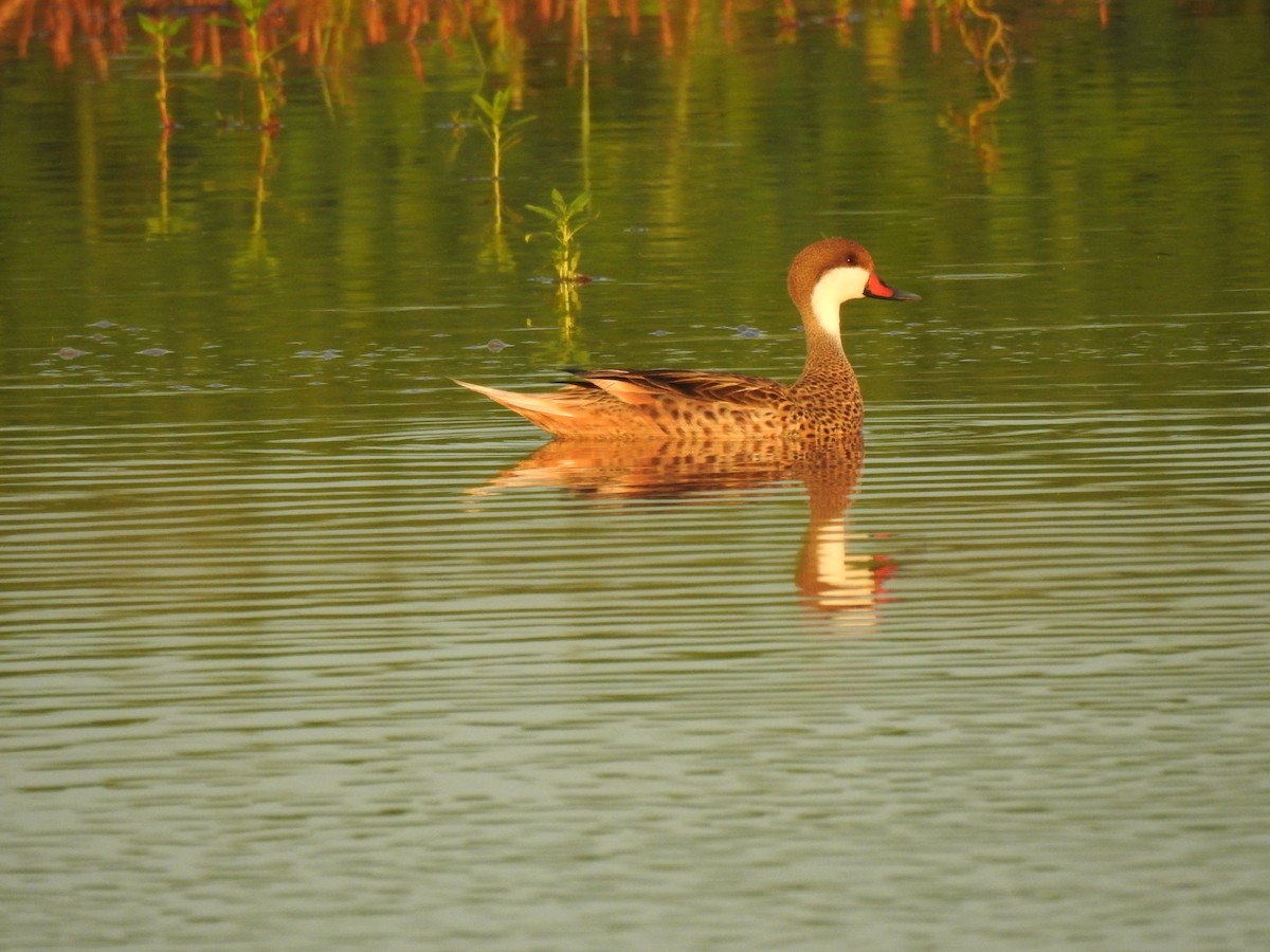 White-cheeked Pintail - ML612139369