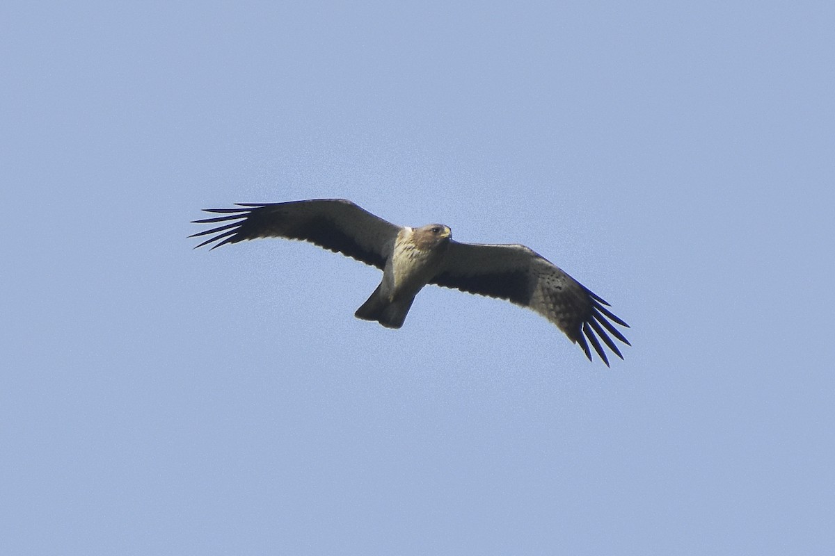 Booted Eagle - ML612139380