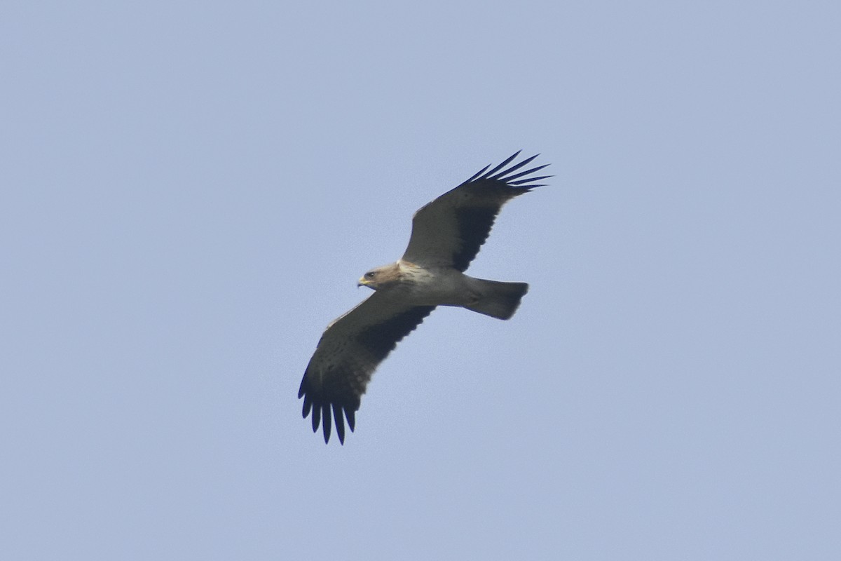 Booted Eagle - ML612139381