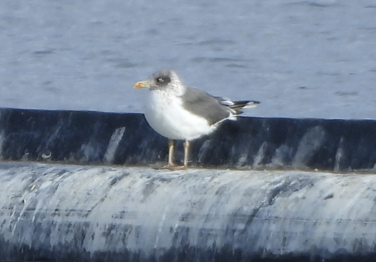 Lesser Black-backed Gull - ML612139382