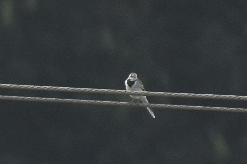 White Wagtail - ML612139406