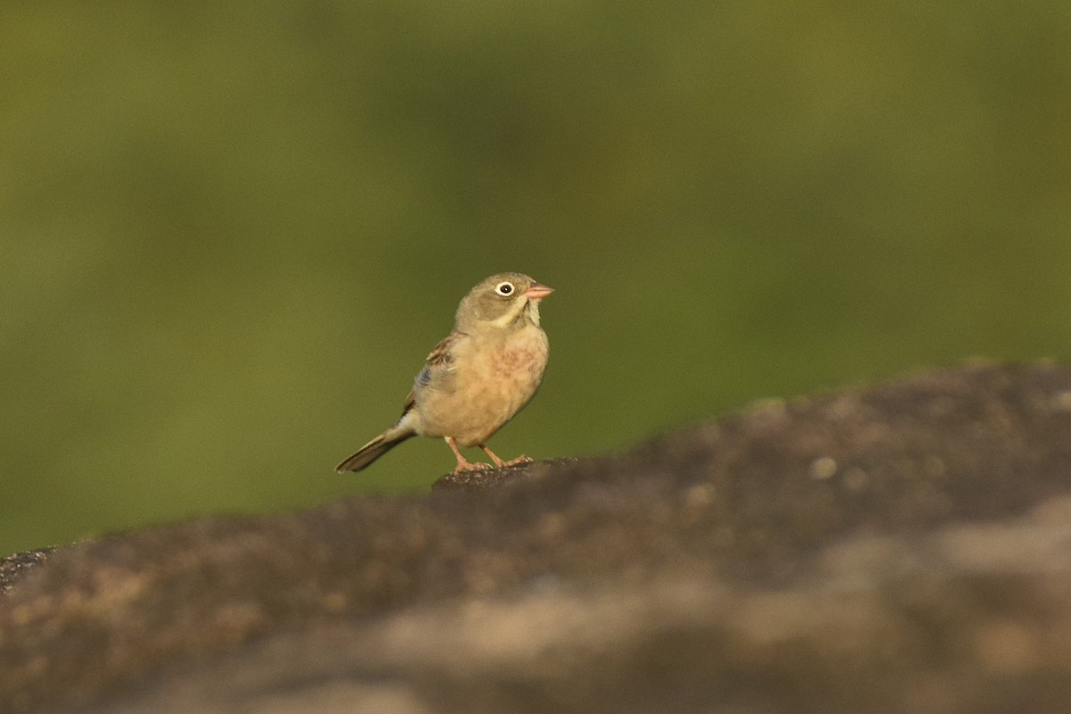 Gray-necked Bunting - ML612139432