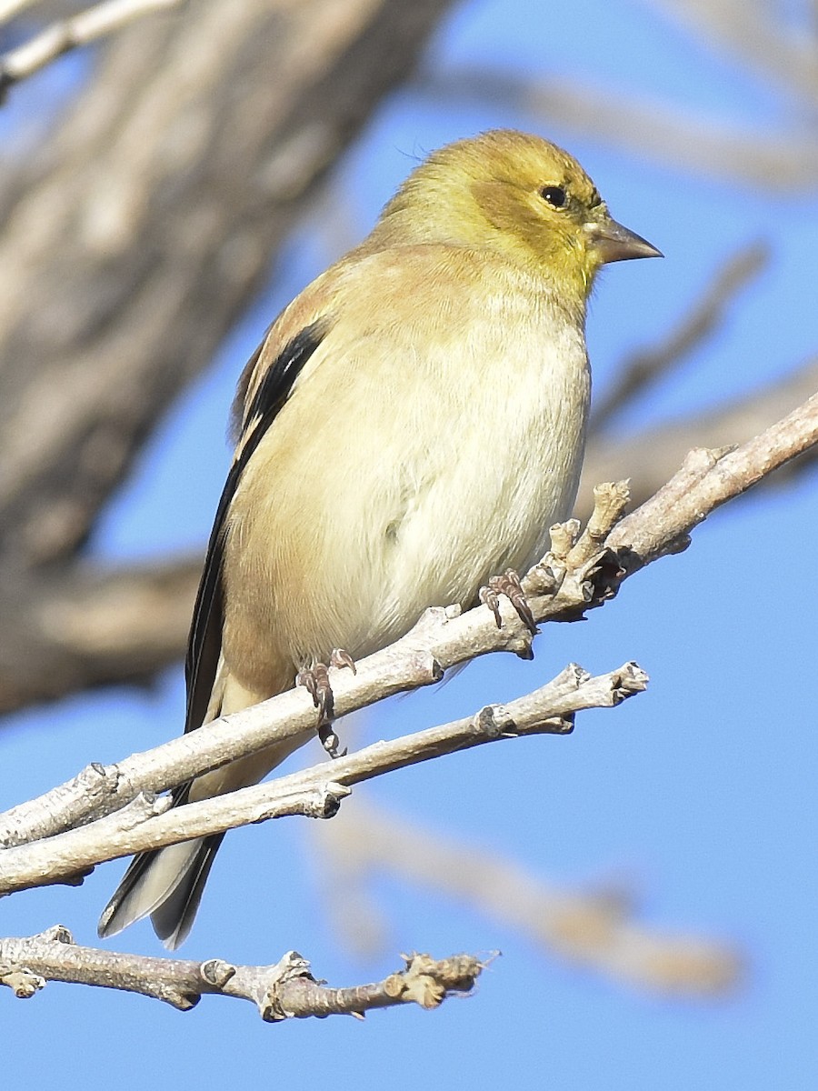 American Goldfinch - Malcolm Gold