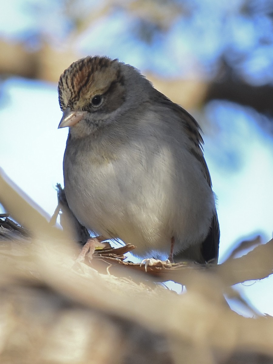 Chipping Sparrow - ML612139460