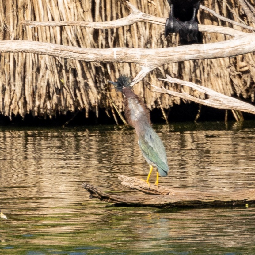 Green Heron - ML612139545