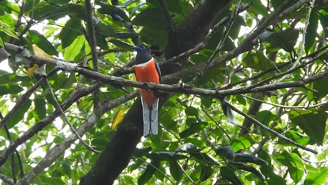 trogon indický - ML612139555