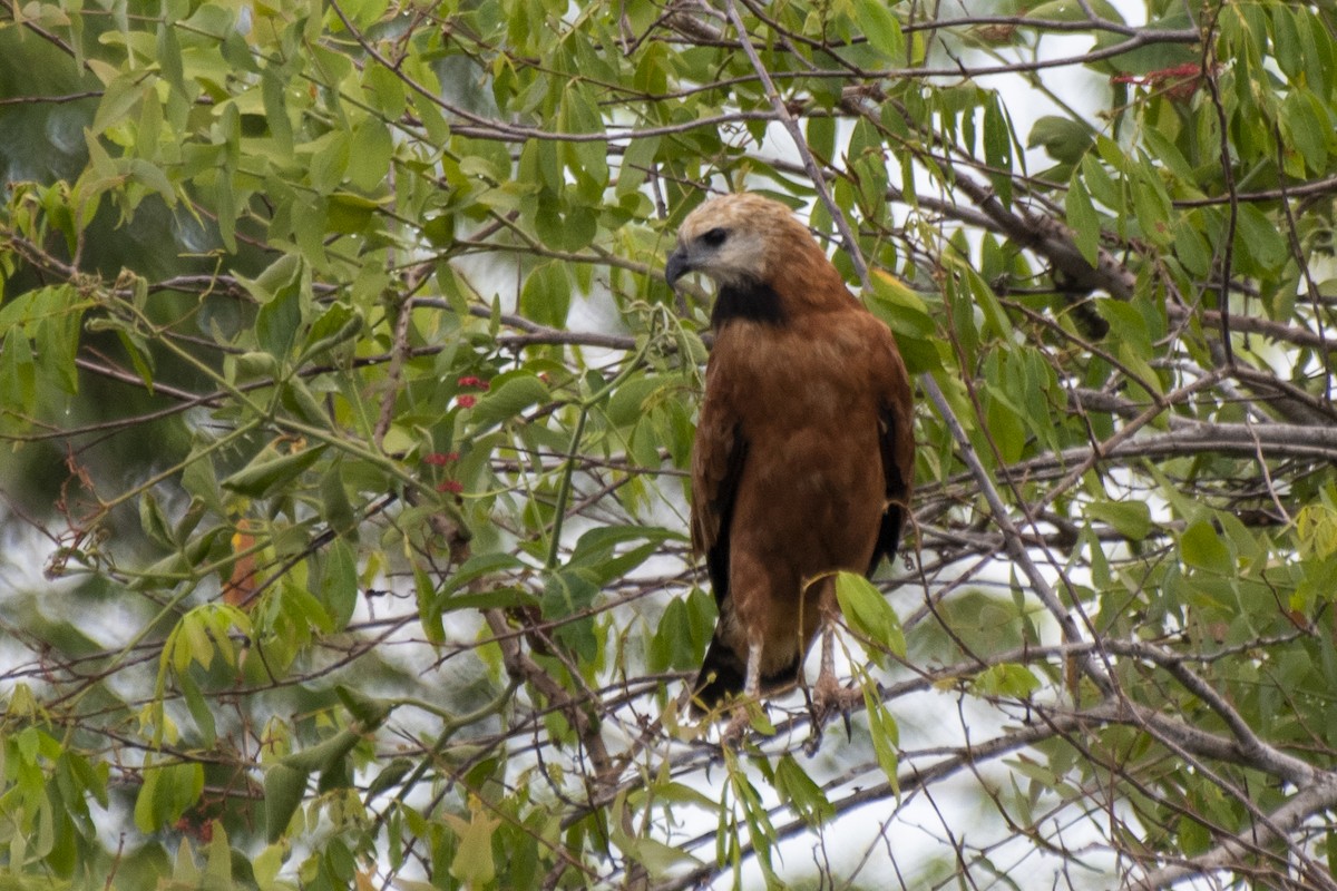 Black-collared Hawk - ML612139599