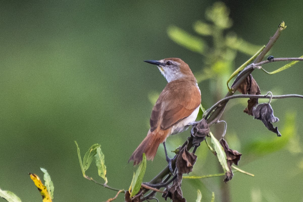 Yellow-chinned Spinetail - ML612139621