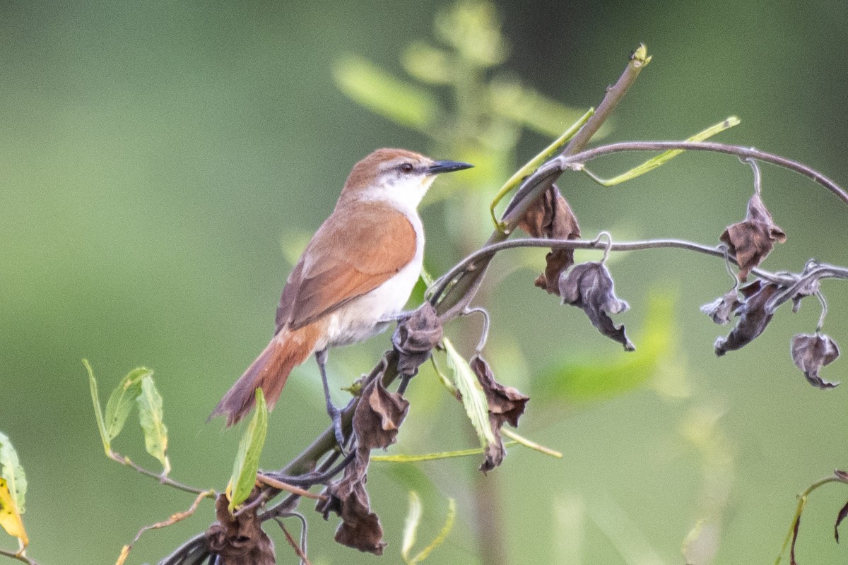 Yellow-chinned Spinetail - ML612139622