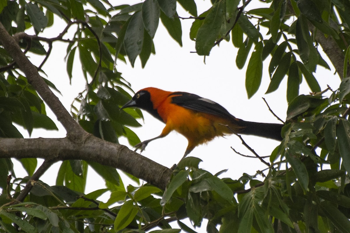 Orange-backed Troupial - ML612139645