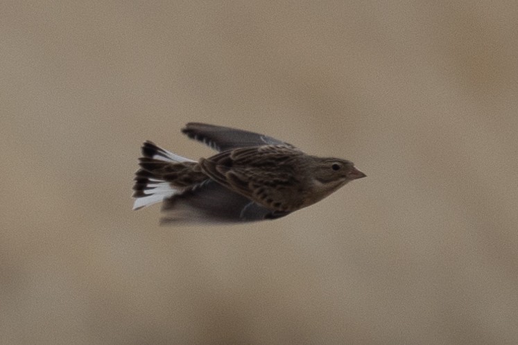 Thick-billed Longspur - ML612139650