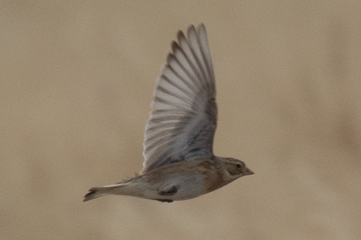 Thick-billed Longspur - ML612139651