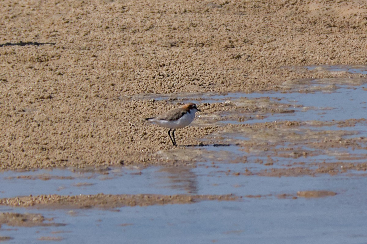 Red-capped Plover - Hugues Debeyser