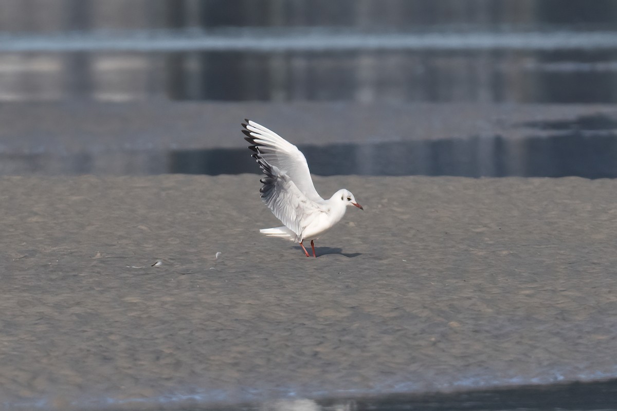 Mouette rieuse - ML612139670
