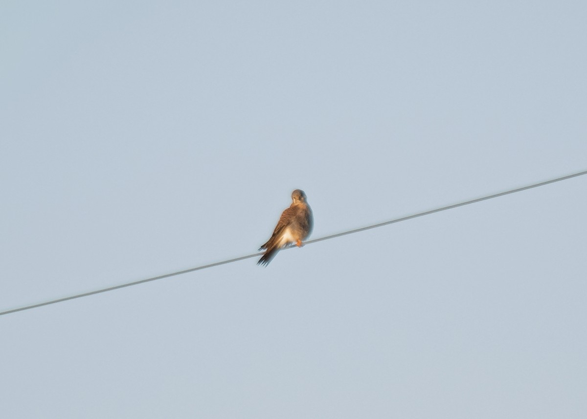 American Kestrel - ML612139706