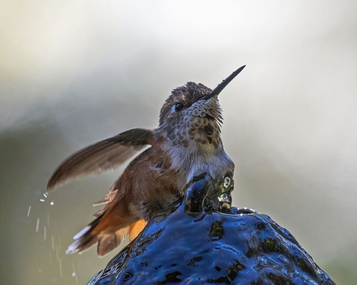 Rufous Hummingbird - ML612139841