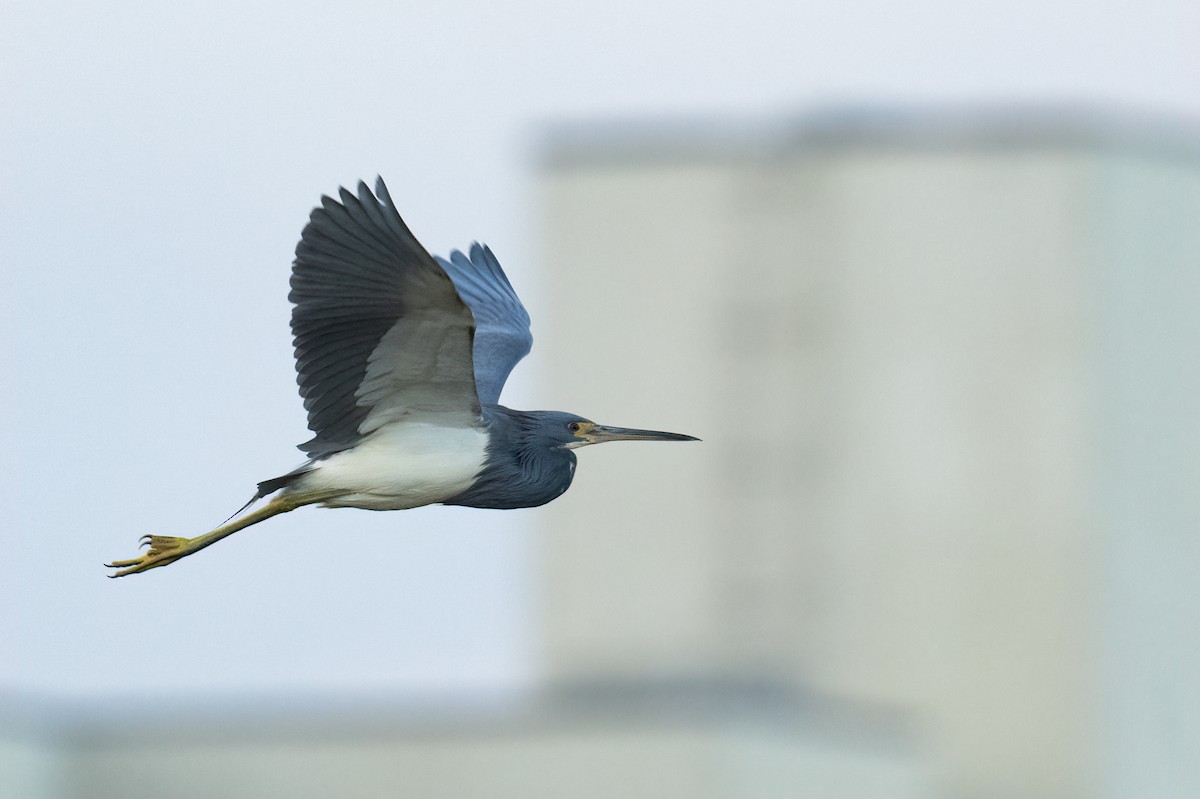 Tricolored Heron - ML612139842