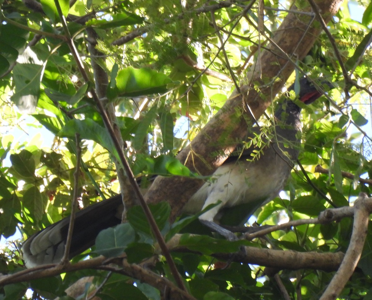White-bellied Chachalaca - ML612139868