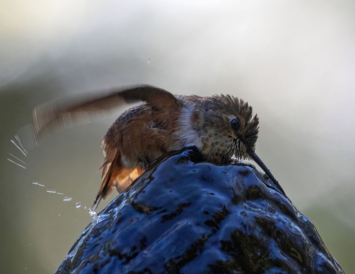 Colibrí Rufo - ML612139871