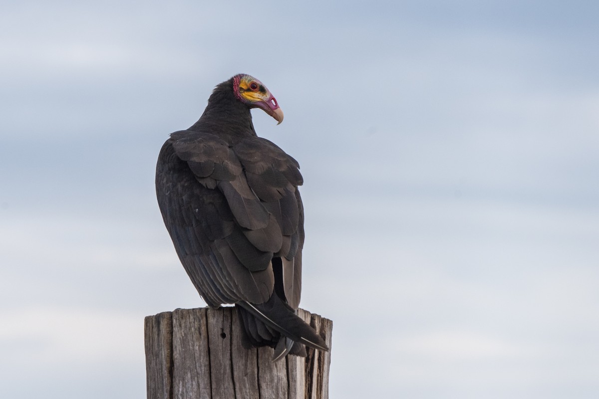 Lesser Yellow-headed Vulture - ML612139880