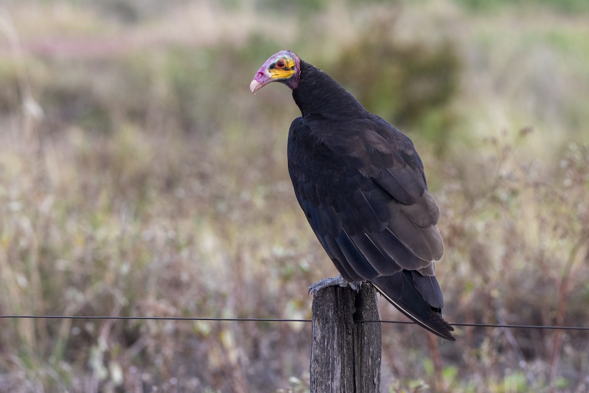 Lesser Yellow-headed Vulture - ML612139882