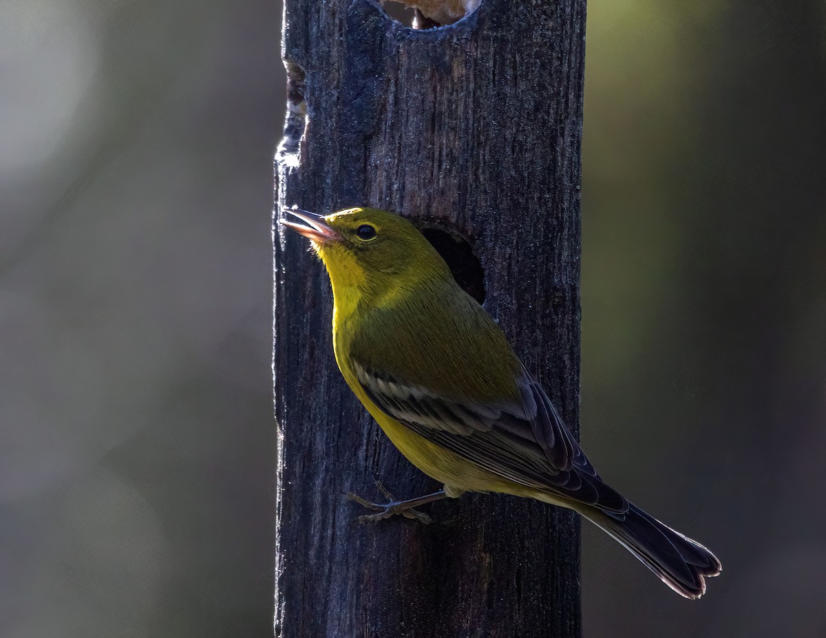 Pine Warbler - ML612139897