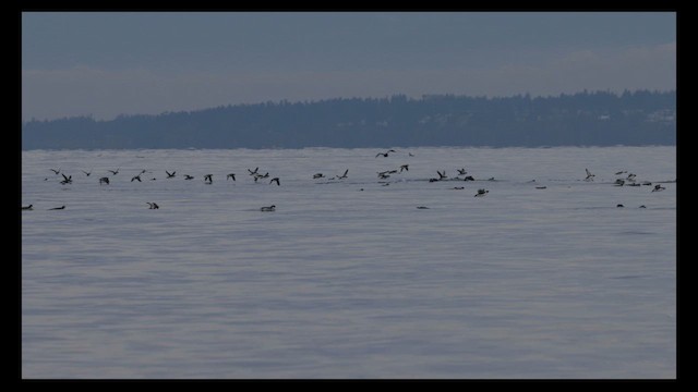 Ancient Murrelet - ML612139936