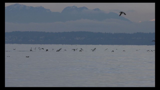 Ancient Murrelet - ML612139938