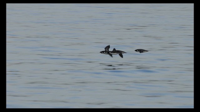 Ancient Murrelet - ML612139939