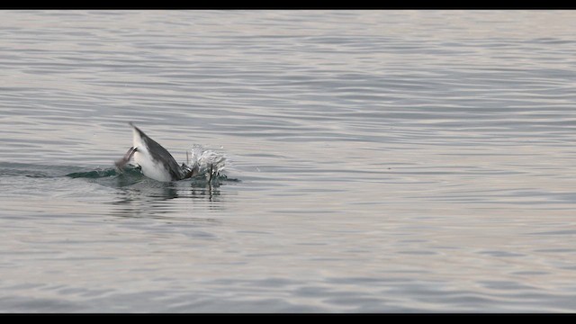 扁嘴海雀 - ML612139940