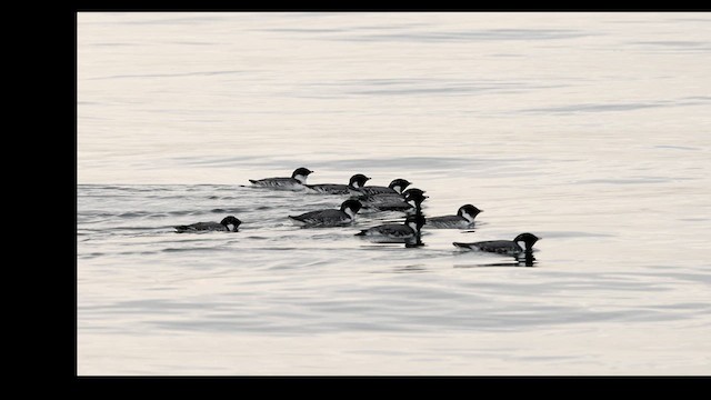 Guillemot à cou blanc - ML612139948