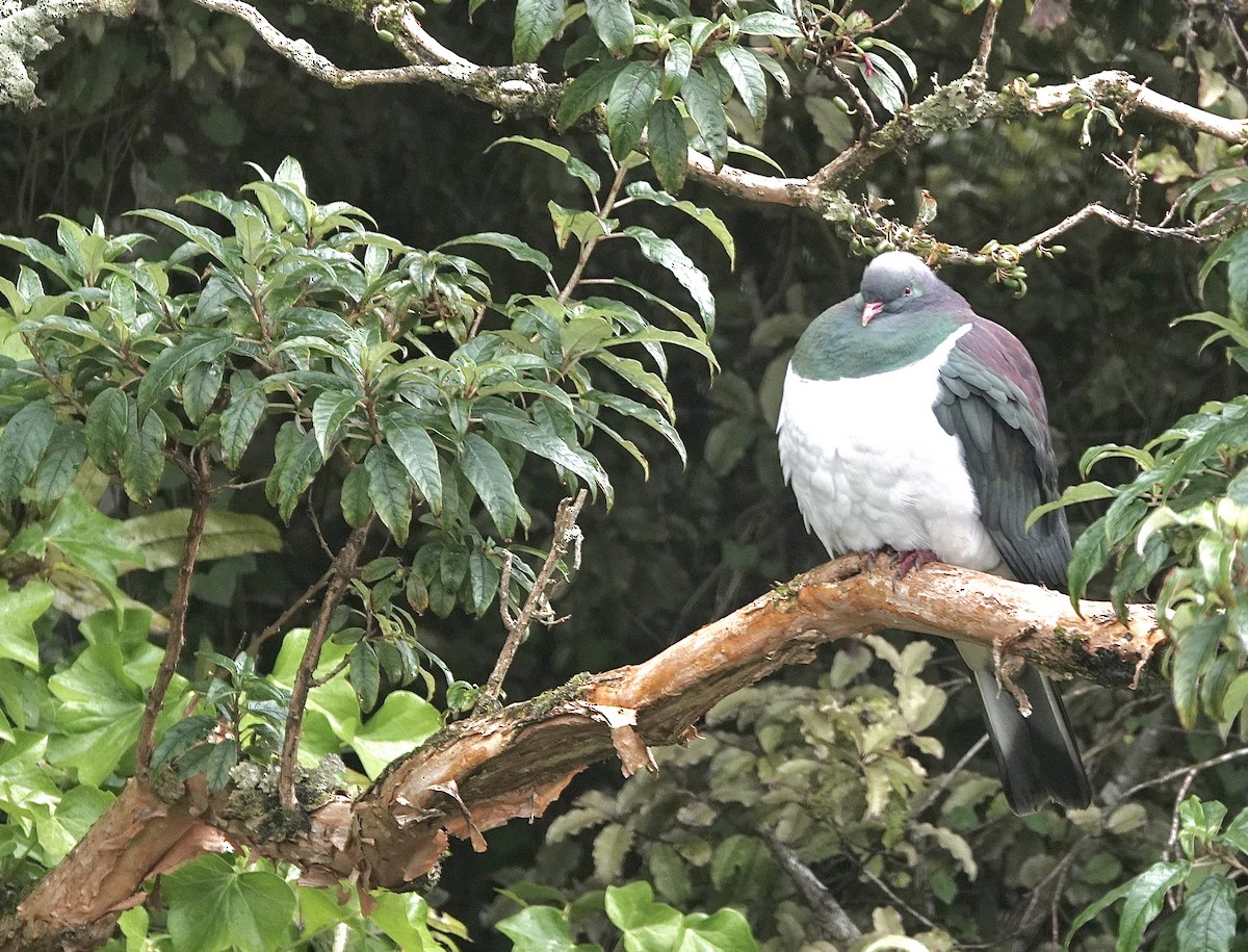 New Zealand Pigeon - ML612139956
