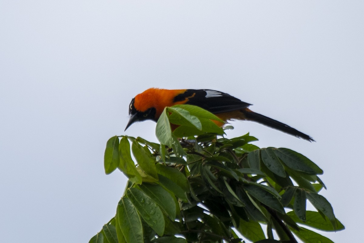 Oriole à dos orange - ML612140009