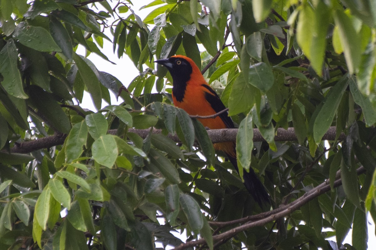 Oriole à dos orange - ML612140025