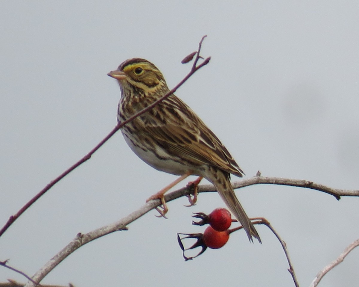 Savannah Sparrow - Pam Otley