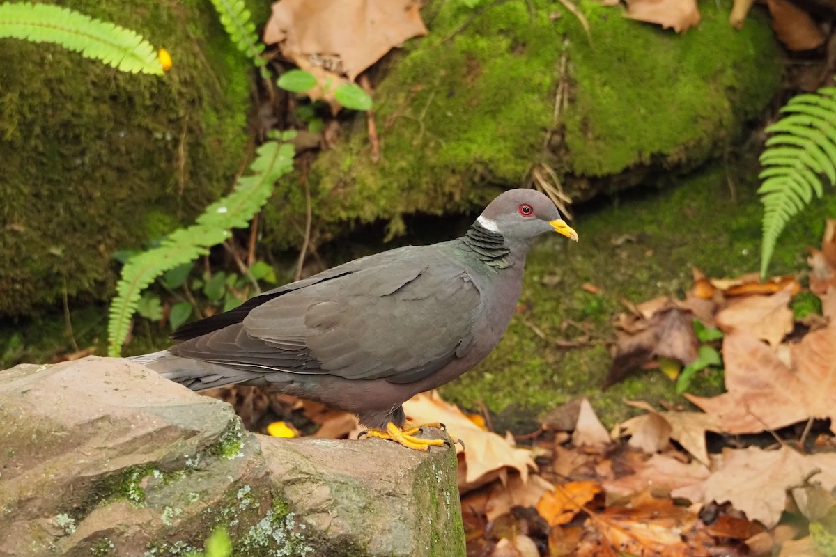 Band-tailed Pigeon - Jorge Humbser