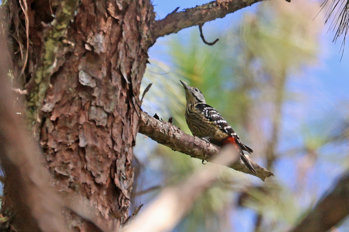 Stripe-breasted Woodpecker - ML612140178