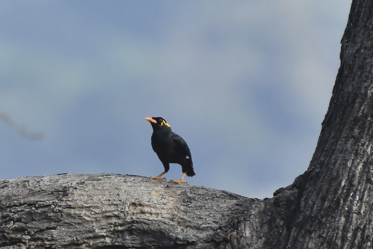 Southern Hill Myna - ML612140205