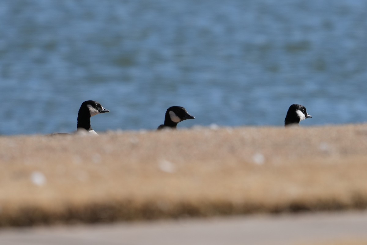 Cackling Goose (Richardson's) - ML612140267